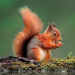 Greeting Birthday Card - Red Squirrel - Wildlife Trusts