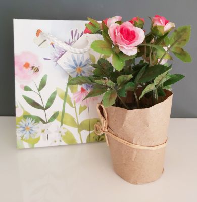 Pink Rose Flower in Pot - Free Gift Bag