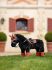Lemieux Mini Toy Pony Accessories - Apricot Numnah Saddle Pad SS24