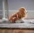 King Charles Cavalier Dog Plush Soft Toy - 20cm - Living Nature