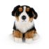 Bernese Mountain Dog Plush Soft Toy - 30cm - Living Nature