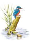 Birthday Card - Kingfisher Bird - Country Cards