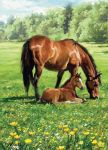 Greetings Card - Horse Mare & Foal Meadow - Country Cards