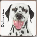 Dalmatian Dog Coaster - Dog Lovers
