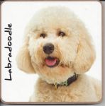 Labradoodle Dog Coaster - Dog Lovers
