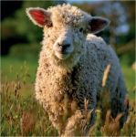 Greeting Birthday Card - Longhorn Sheep - Eco-Friendly Card Co